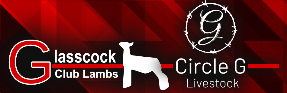 Glasscock Club Lambs